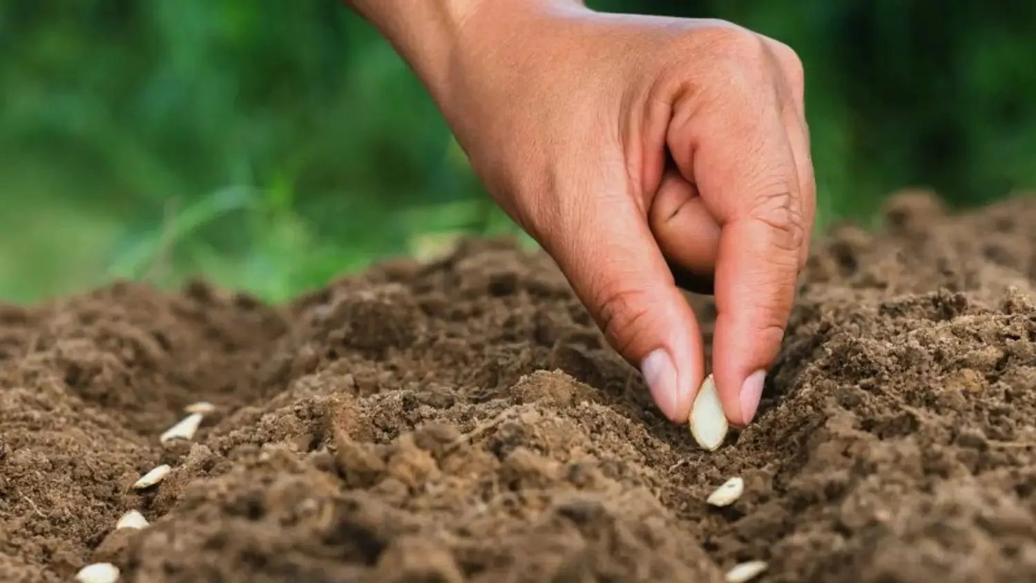 Semence déposée dans la terre