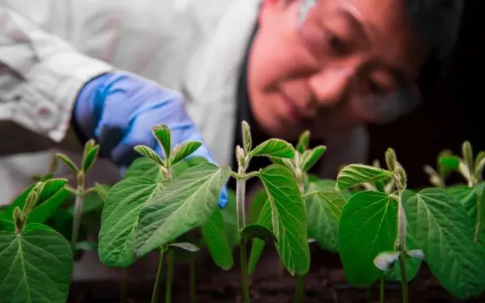 Chercheur observant de jeunes plants