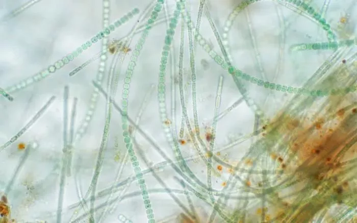 Micro-organismes au microscope