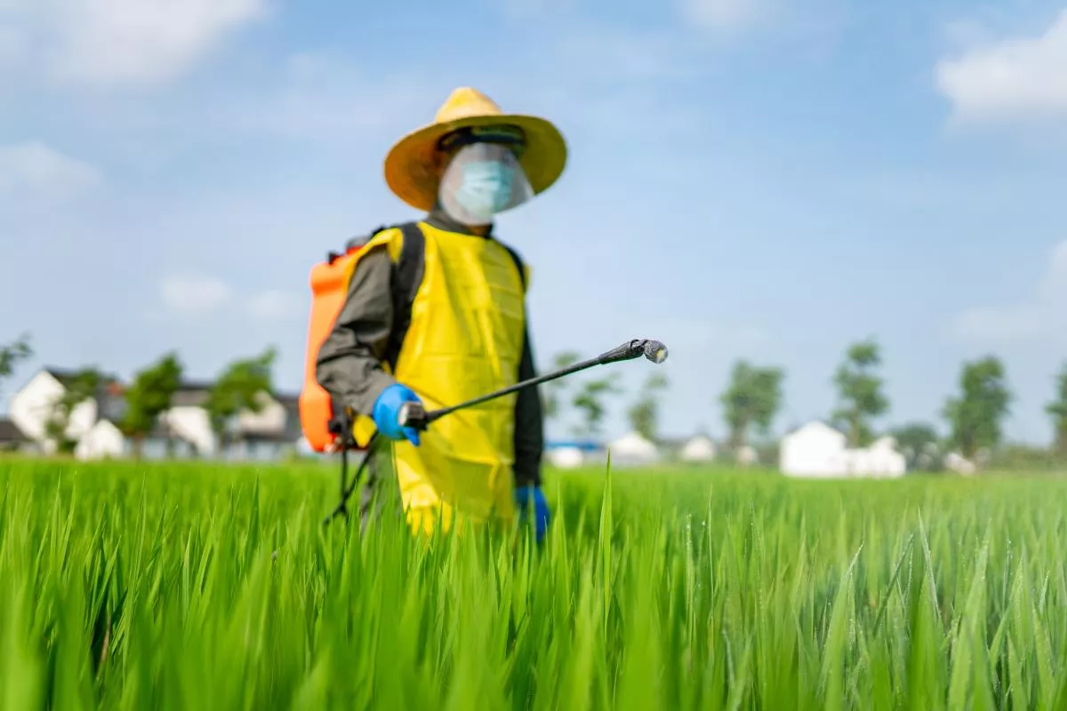 Agriculteur pulvérisant une rizière