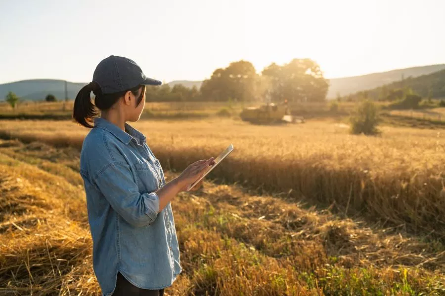 Agricultrice consultant une tablette au champ