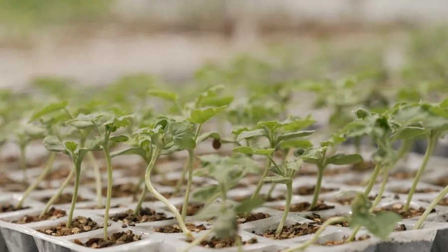 Jeunes plants en pépinière