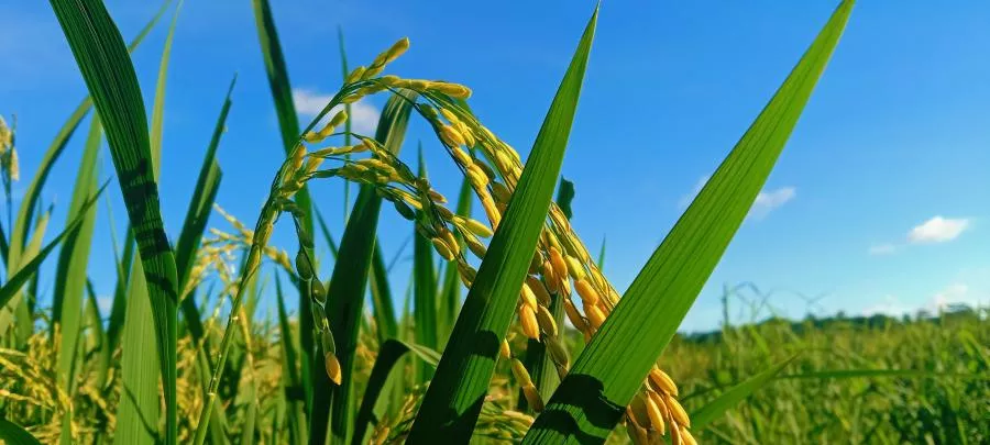 Épis de riz sous le ciel