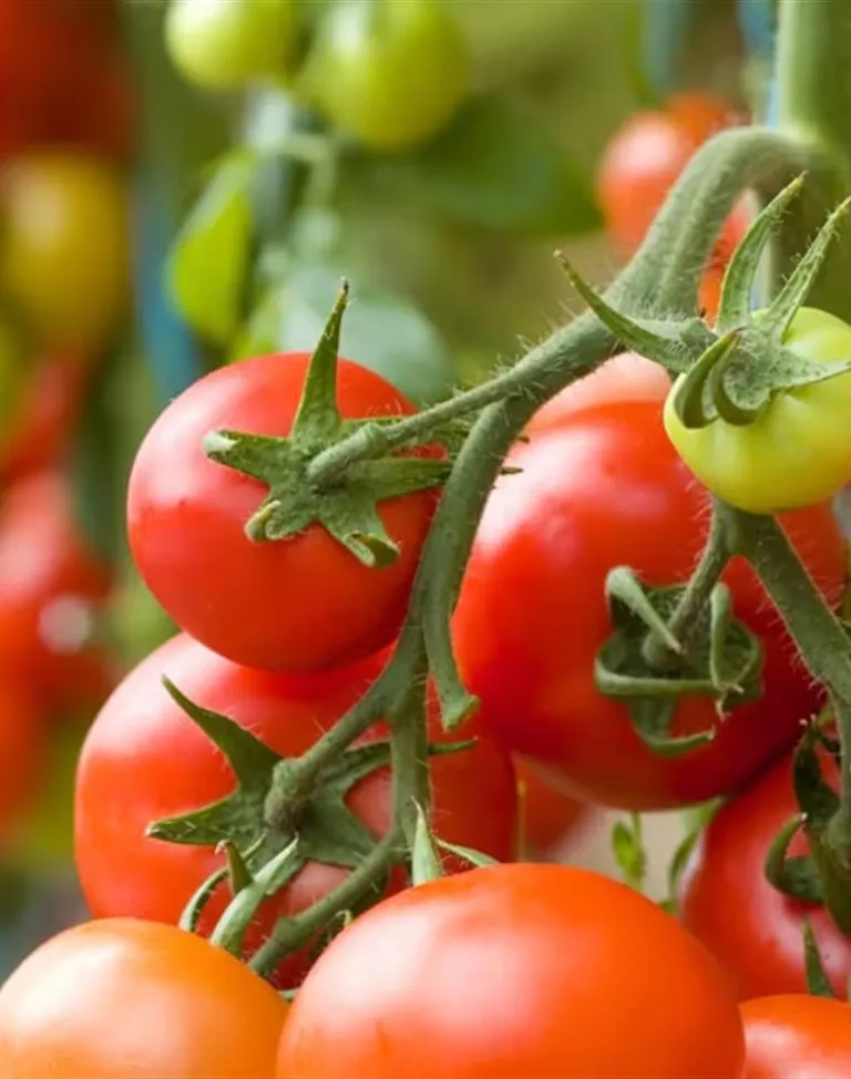 Tomates