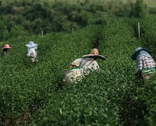 Irrigation intelligente