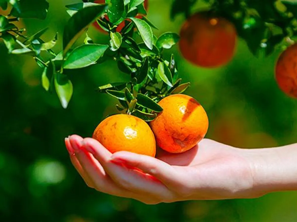 Agrumes — solutions biologiques