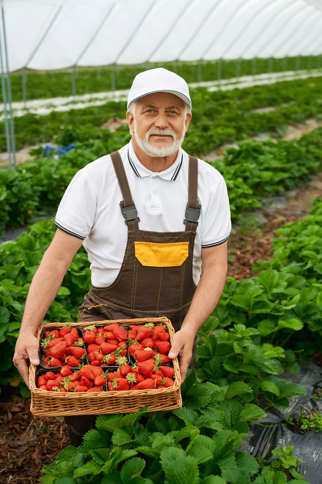 Producteur tenant une caisse de fraises