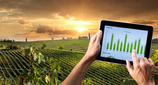 Tablette affichant des prévisions au-dessus d’un vignoble