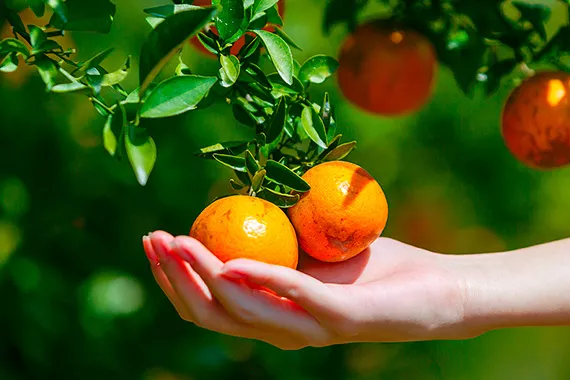 Mains tenant des tomates fraîchement récoltées
